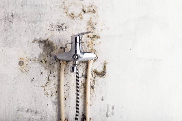 Best Best Mold Removal Companies  in Dimondale, MI