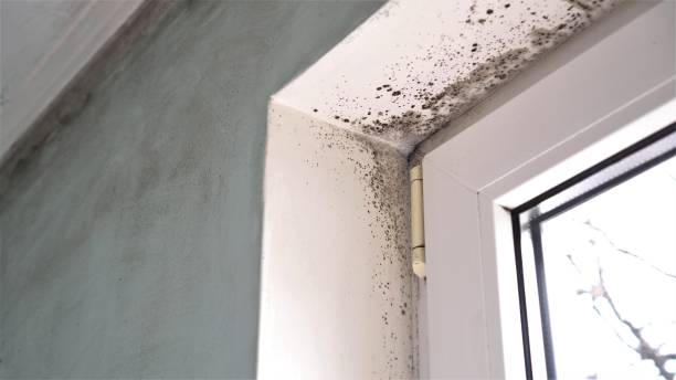Best Home Mold Removal  in Dimondale, MI