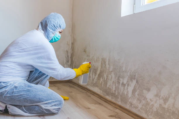 Best Mold Removal Process  in Dimondale, MI