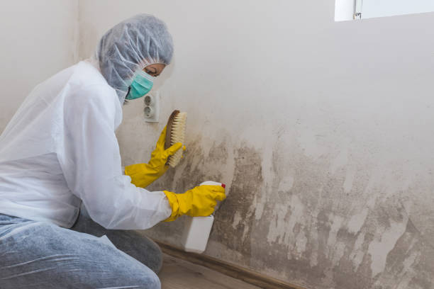 Best Mold Damage Repair  in Dimondale, MI