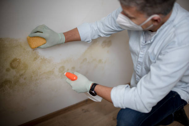 Best Fast Mold Removal  in Dimondale, MI