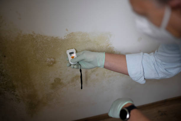 Best Mold Testing  in Dimondale, MI