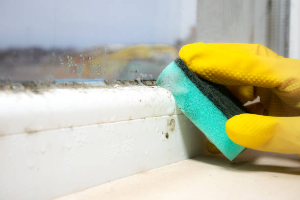 Best Attic Mold Removal  in Dimondale, MI