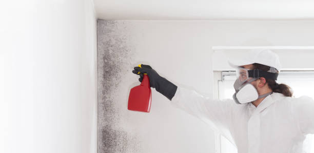Mold Removal Process in Dimondale, MI