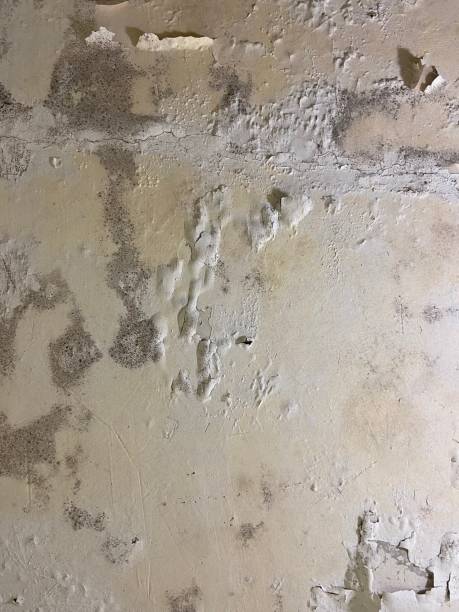 Best Residential Mold Removal  in Dimondale, MI