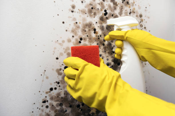Trusted Dimondale, MI Mold Removal Experts