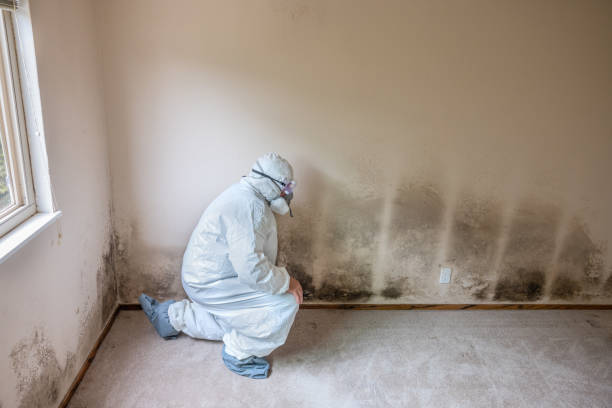 Best Mold Remediation Services  in Dimondale, MI