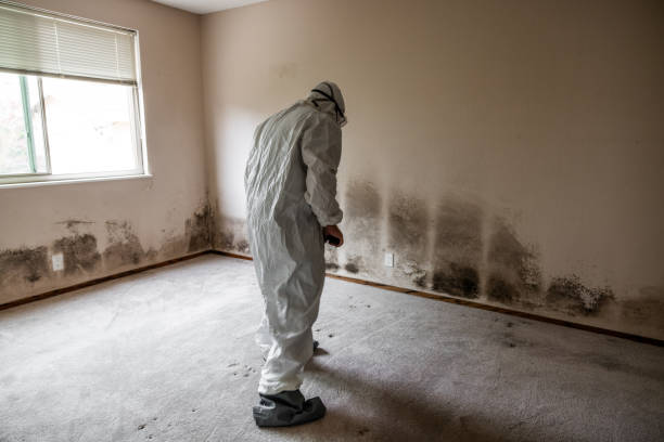 Mold Testing and Removal in Dimondale, MI