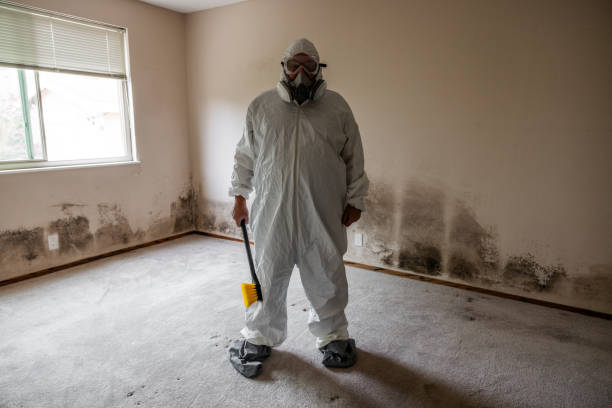 Best Attic Mold Removal  in Dimondale, MI